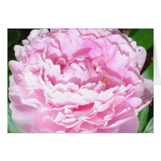 Pink Peony