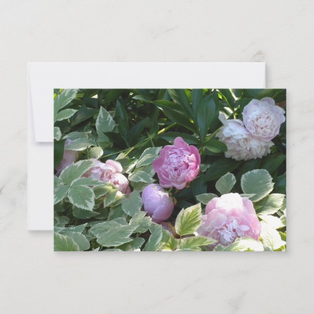 Pink Peony (Front)