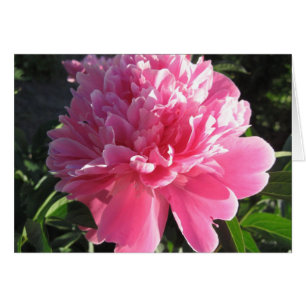 Pink Peony