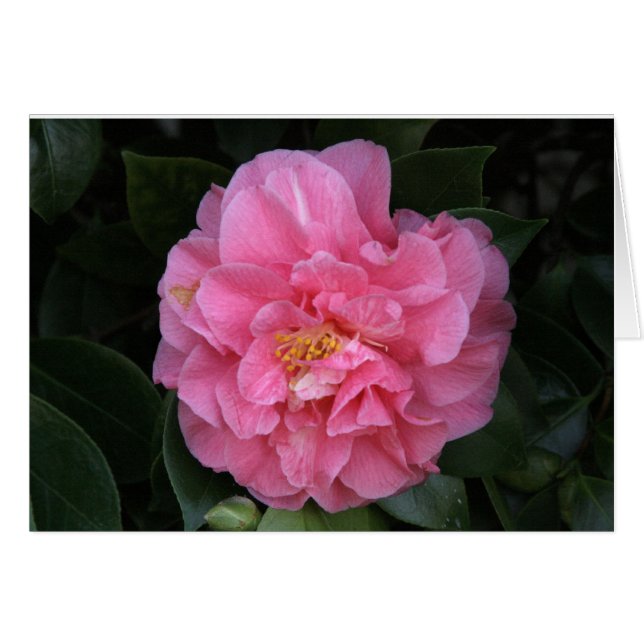 "Pink Peony # 1" (Front Horizontal)