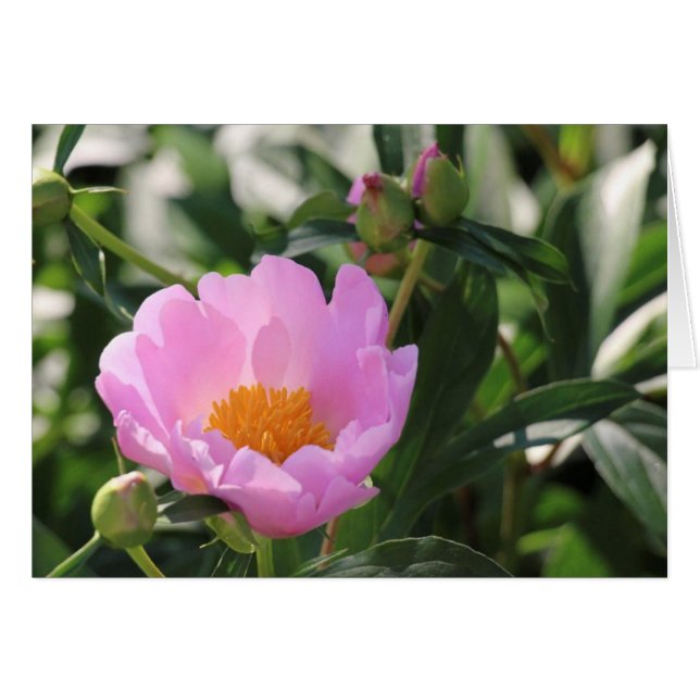 Pink Peony and buds (Front Horizontal)