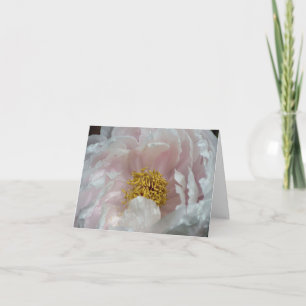 Pink Peony Awakening Flower Photography Note Card