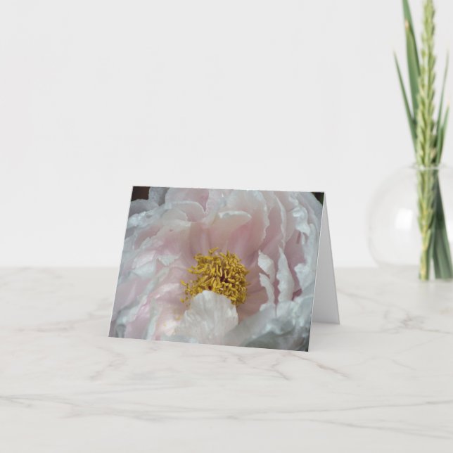 Pink Peony Awakening Flower Photography  Note Card (Front)