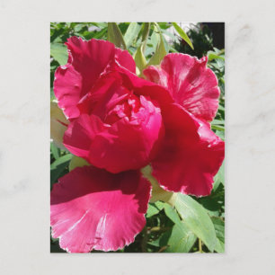 Pink Peony Bloom Postcard