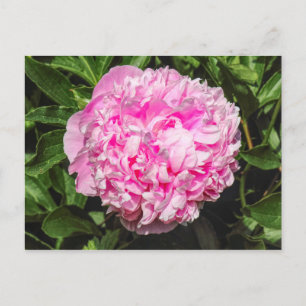 Pink Peony. Bute Park, Cardiff, Wales Postcard