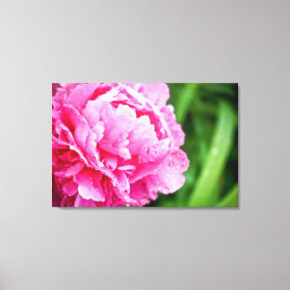 pink peony canvas print