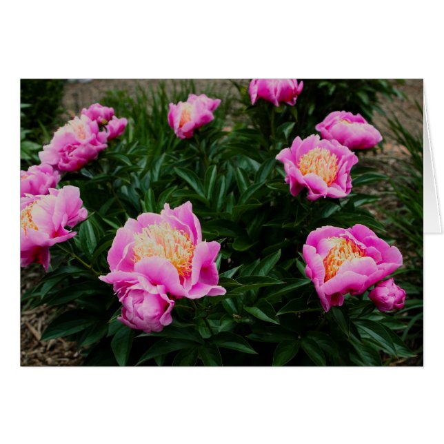 PINK PEONY CARD (Front Horizontal)