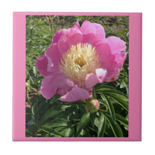 Pink Peony Ceramic Tile