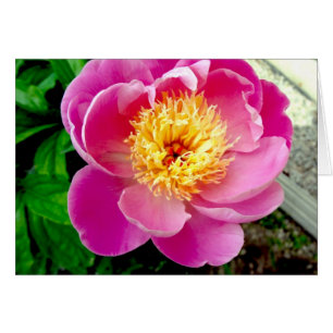Pink Peony Flower Blank Card