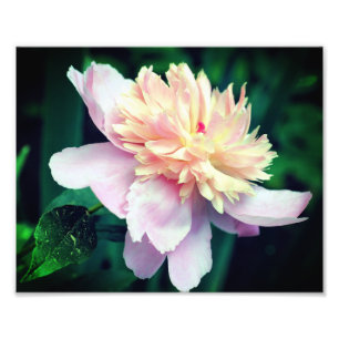 Pink Peony Flower In Bloom Close Up 8x10 Photo Print