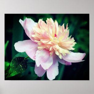 Pink Peony Flower In Bloom Close Up Poster