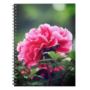 Pink Peony Flower in the Garden-33333 Notebook