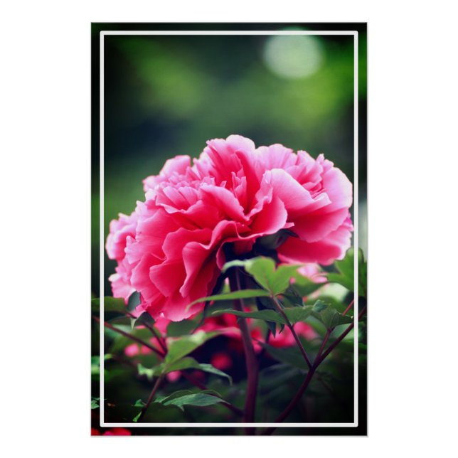 Pink Peony Flower in the Garden-33333 Poster (Front)