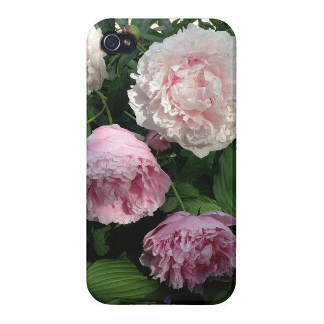 Pink Peony Flower Iphone4 Case (Back)