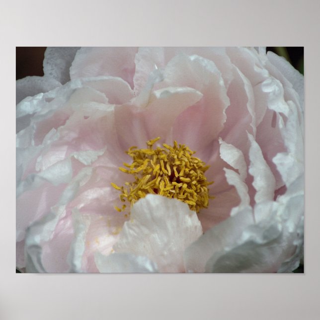 Pink Peony Flower Petals Centre Close Up Poster (Front)