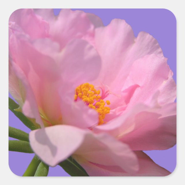 Pink Peony Flower Sticker (Front)