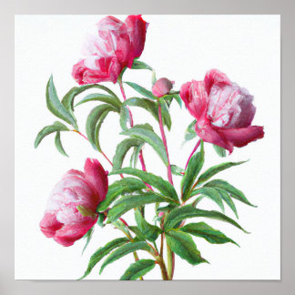 Pink Peony Flowers Art Print Poster