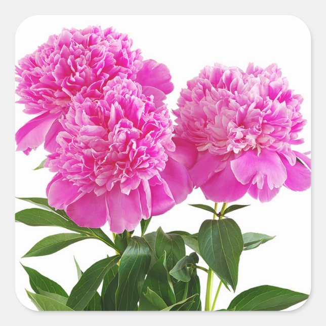 Pink Peony Flowers Bouquet Stickers (Front)
