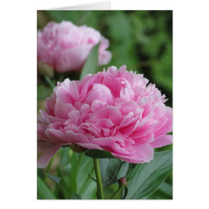 Pink Peony Pair