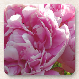Pink Peony photo cottage farmhouse floral garden Coaster