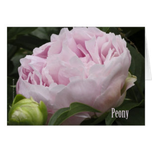 Pink Peony Photograph