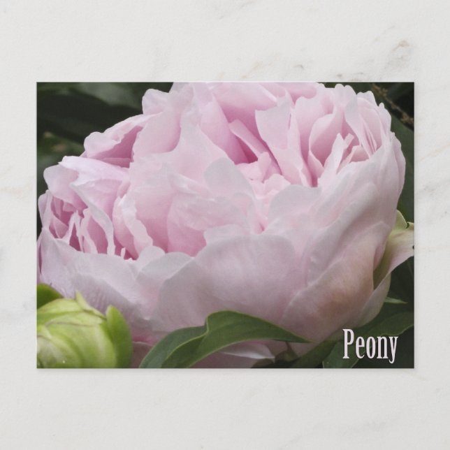 Pink Peony Photograph Postcard (Front)