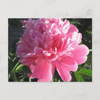 Pink Peony Postcard
