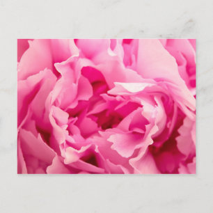 Pink Peony Postcard