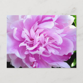Pink Peony Postcard