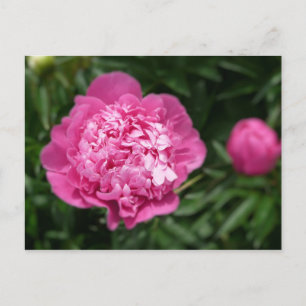 Pink Peony Postcard
