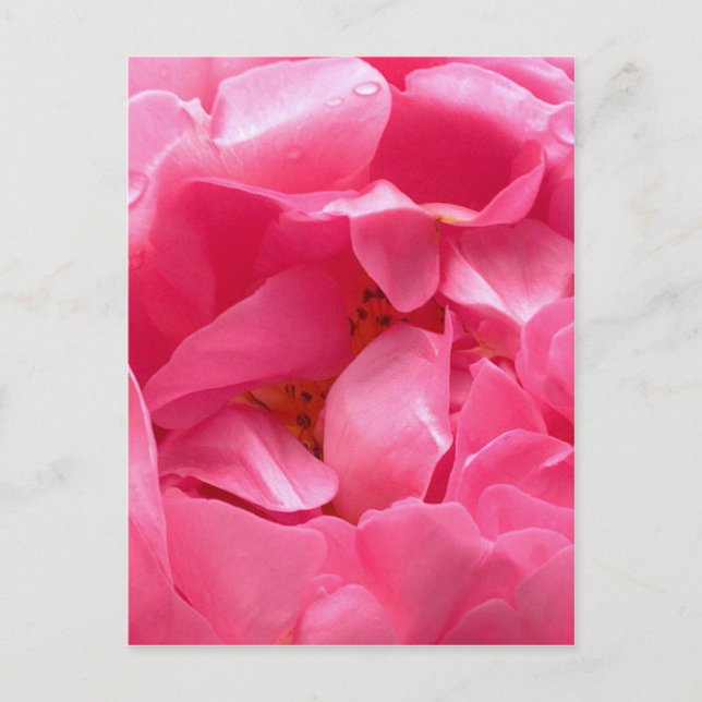 Pink Peony Postcard (Front)
