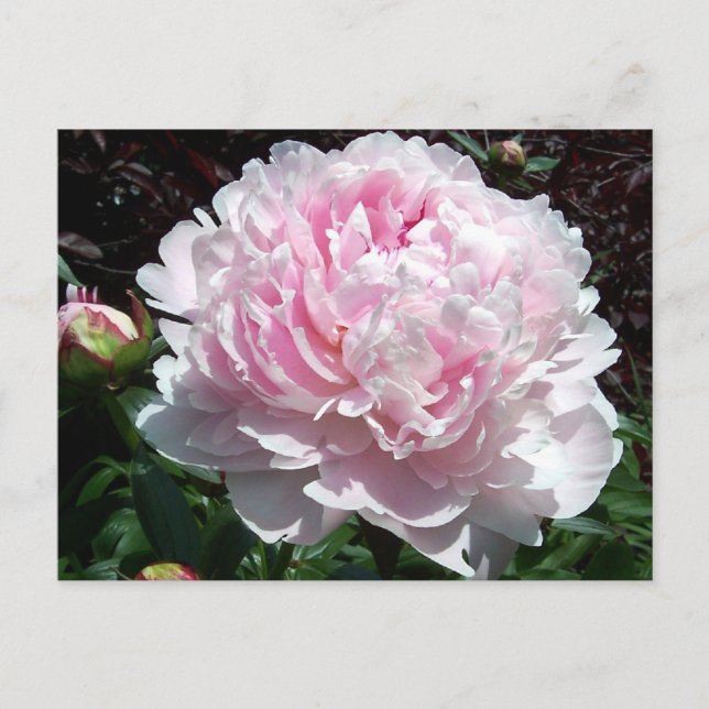 Pink Peony Postcard (Front)