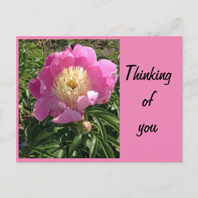 Pink Peony Postcard (Front)