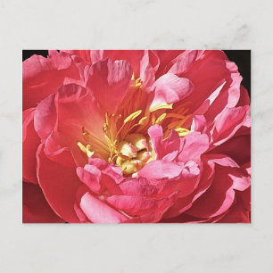 Pink Peony, Postcard