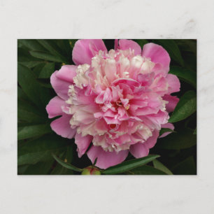 Pink Peony Postcard