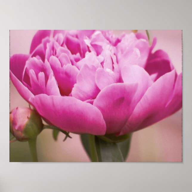 Pink Peony Poster (Front)