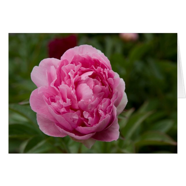 Pink Peony | Rosa Pfingstrose (Front Horizontal)