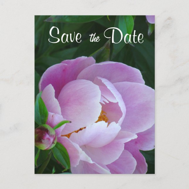 Pink Peony Save the Date Postcard (Front)
