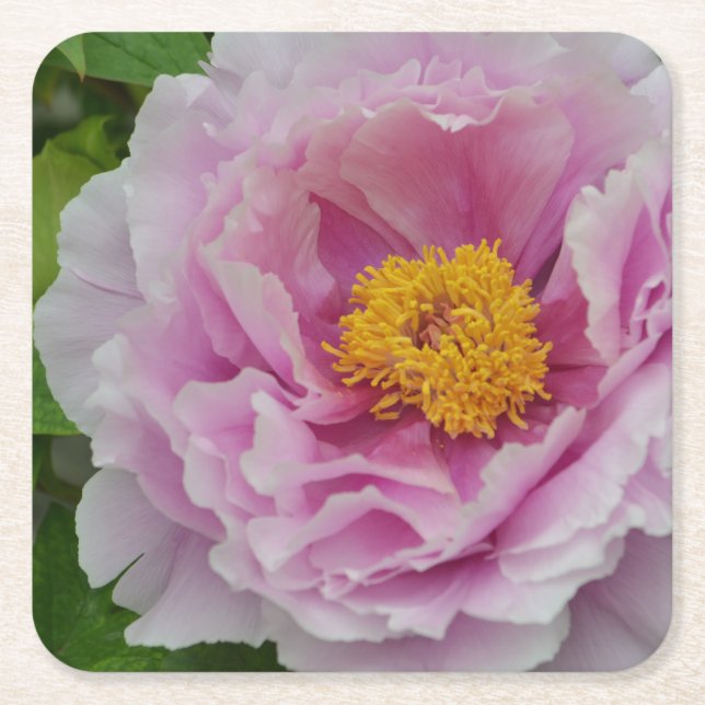 Pink Peony Square Paper Coaster (Front)