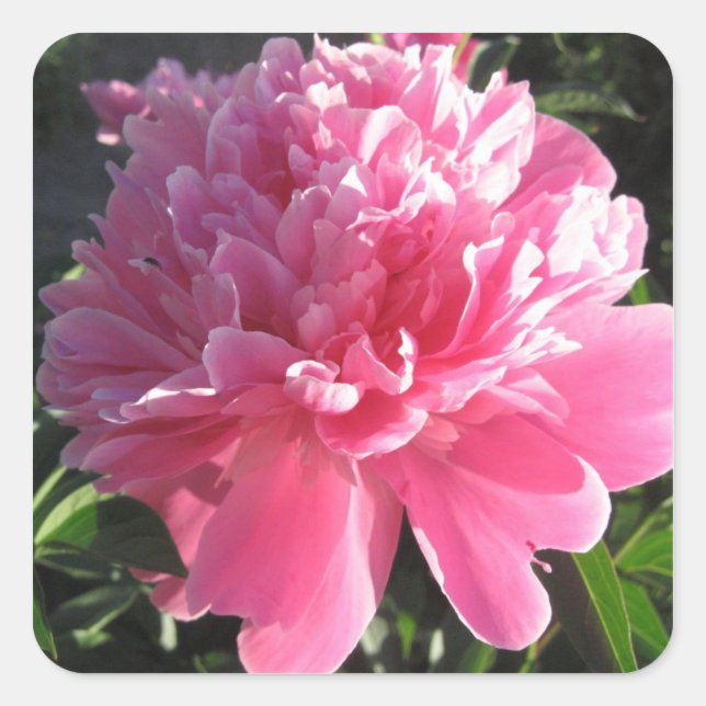 Pink Peony Square Sticker (Front)