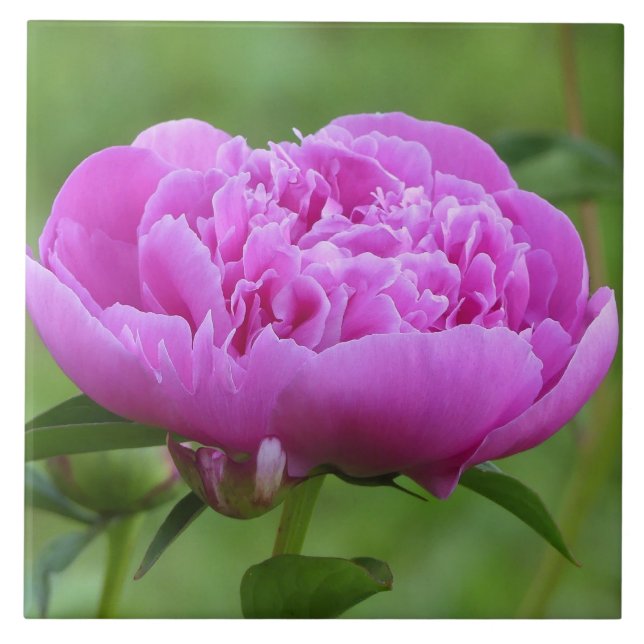 Pink Peony Tile (Front)