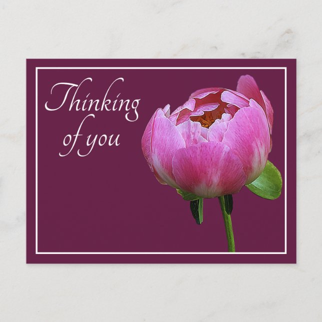 Pink Peony Wine Colour Background Thinking Of You Postcard (Front)