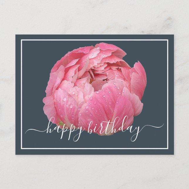 Pink Peony With Dew Drops Grey Backdrop Birthday Postcard (Front)