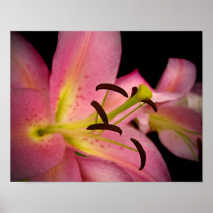 Pink Perfection Lily Poster
