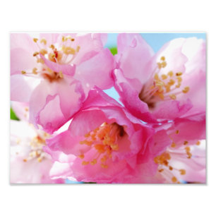 Pink Petal Inspiration Photo Print