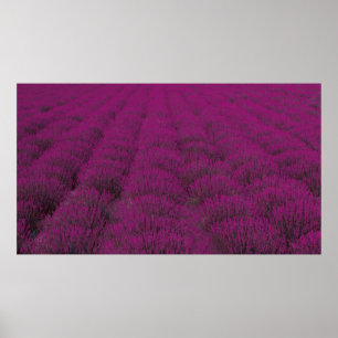 Pink petaled flower field poster