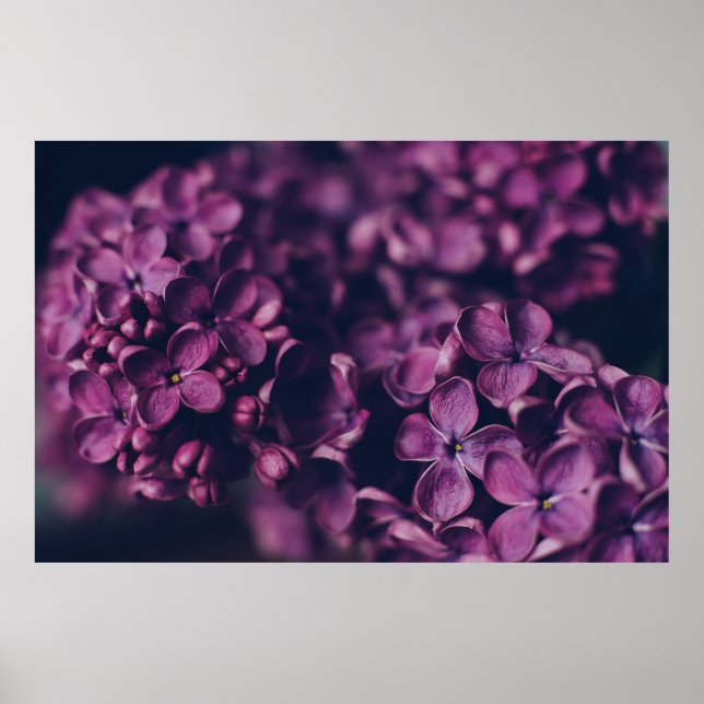 PINK-PETALED FLOWER POSTER (Front)