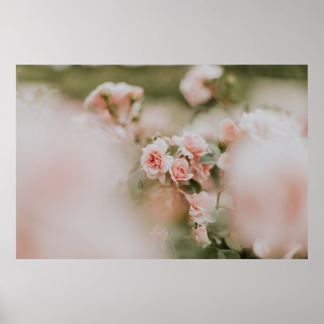 PINK PETALED FLOWERS POSTER (Front)