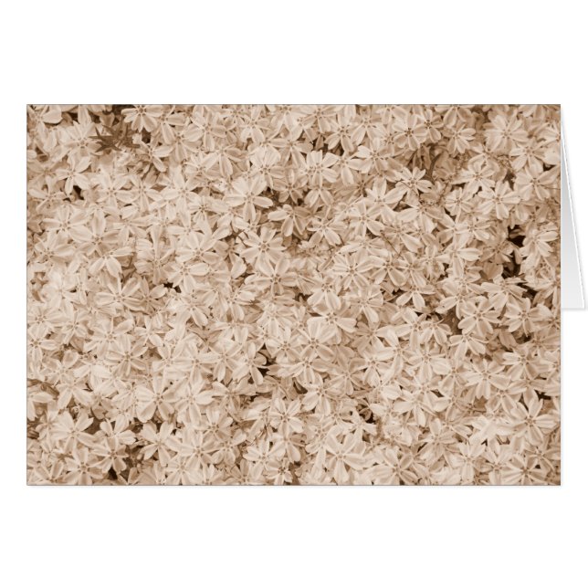 Pink Petals (Front Horizontal)