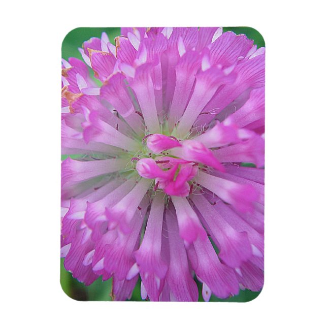 Pink petals magnet (Vertical)